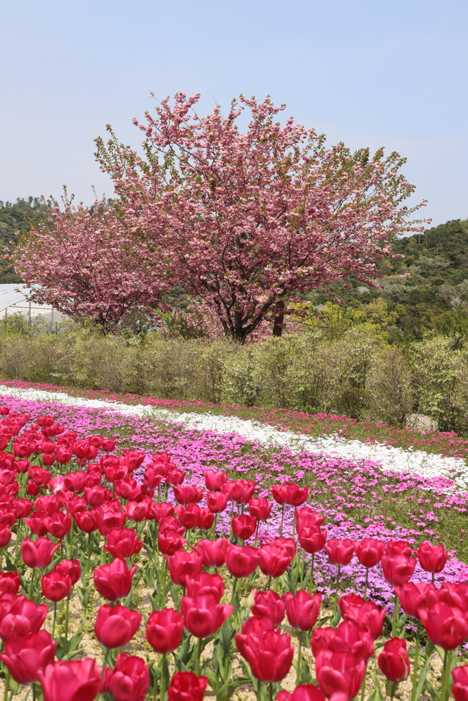 花郷