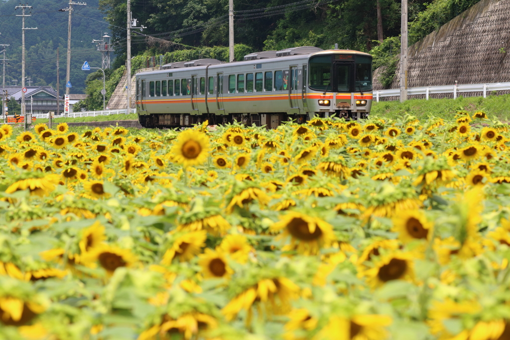 お花畑駆けて