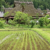 田植えの頃