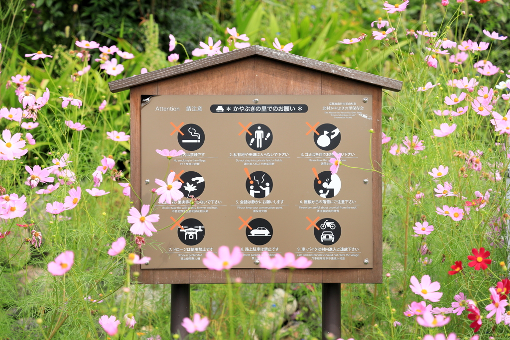 コスモス看板