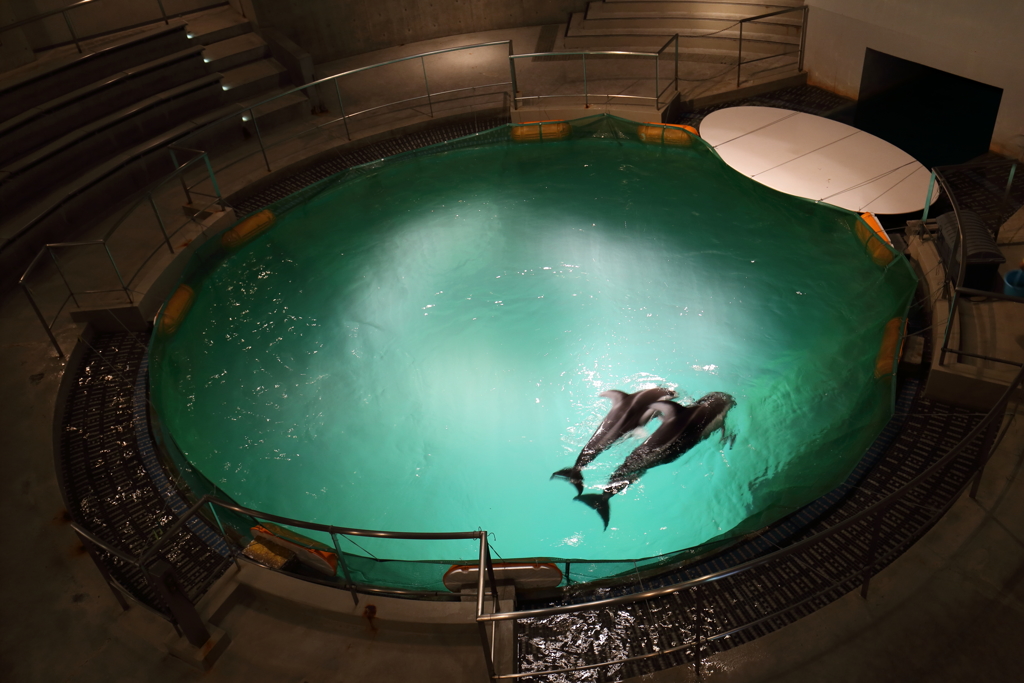 Dolphin Tank