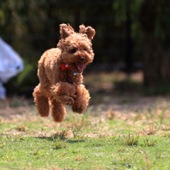 飛行犬