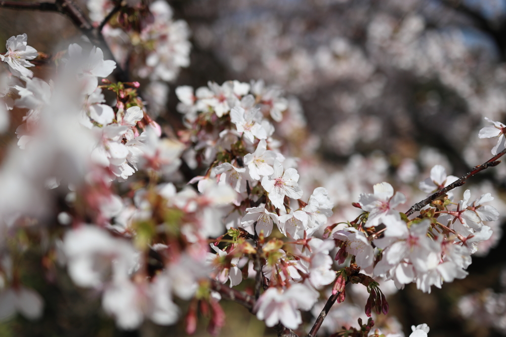 玉縄桜