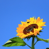 夏！