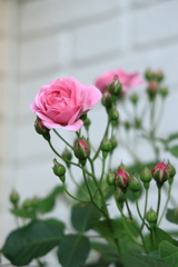 薔薇