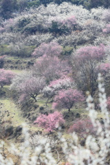 綾部山梅林