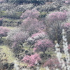 綾部山梅林