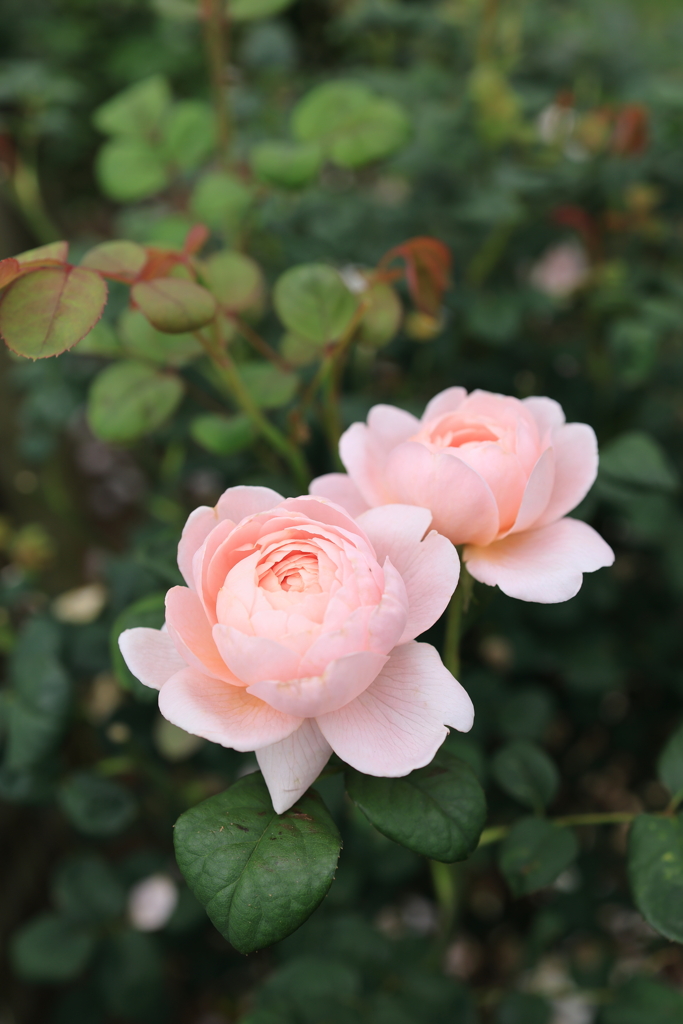 薔薇の季節