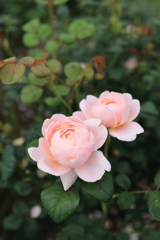 薔薇の季節