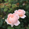 薔薇の季節