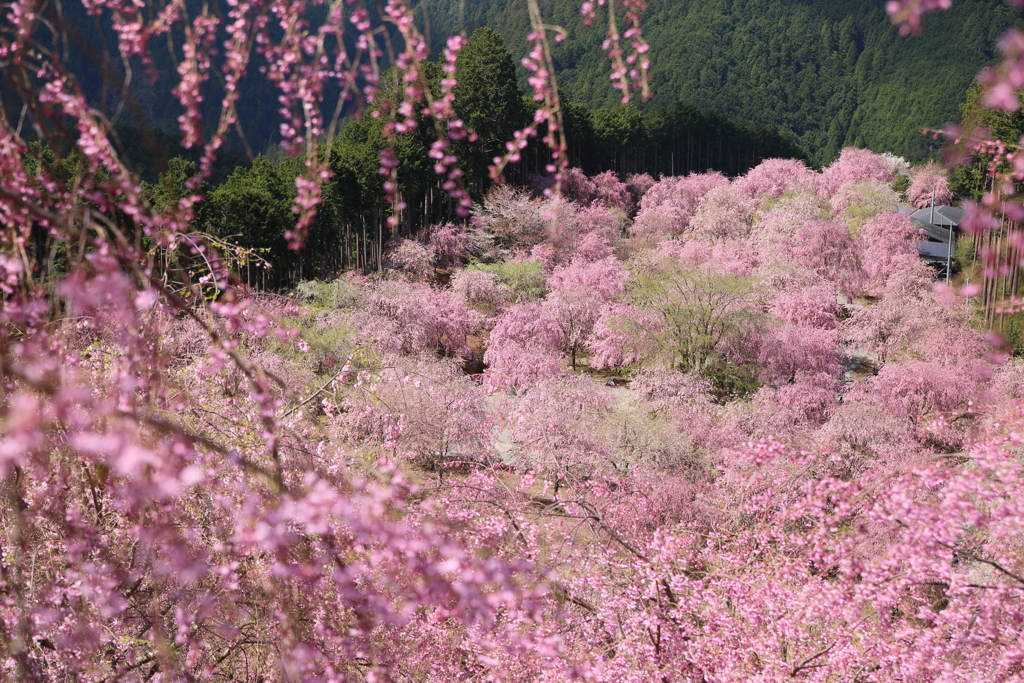 花の都