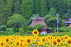 夏美山