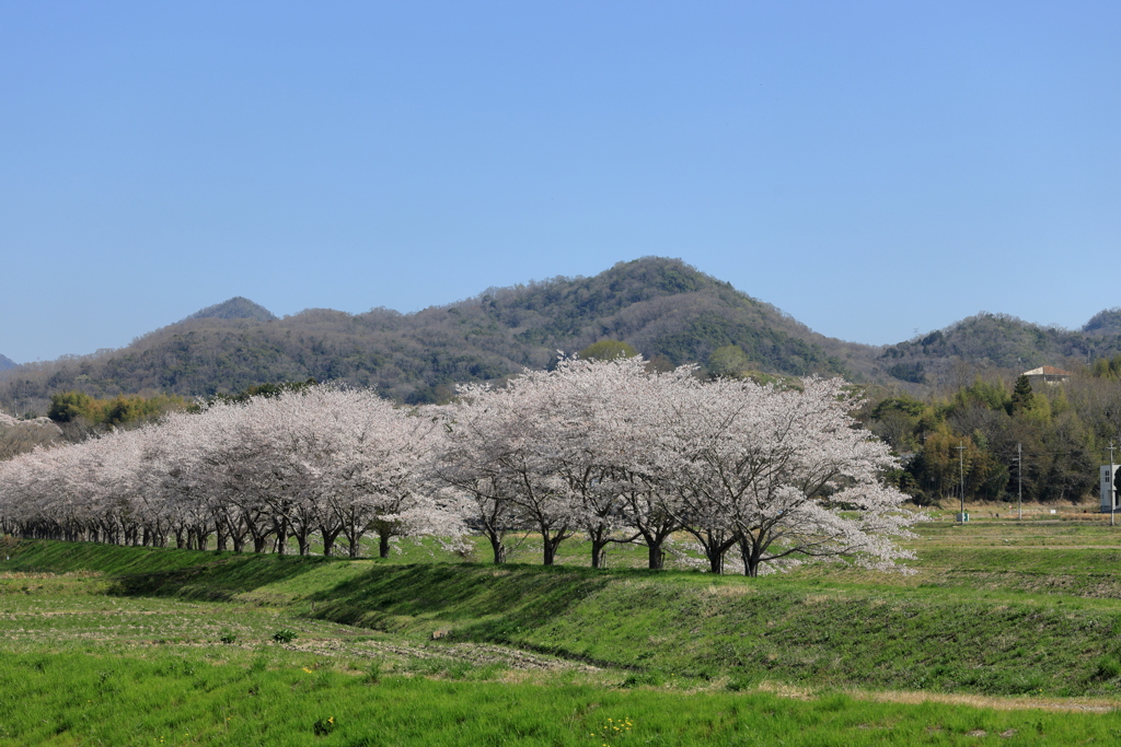 武庫川の桜並木