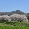 武庫川の桜並木