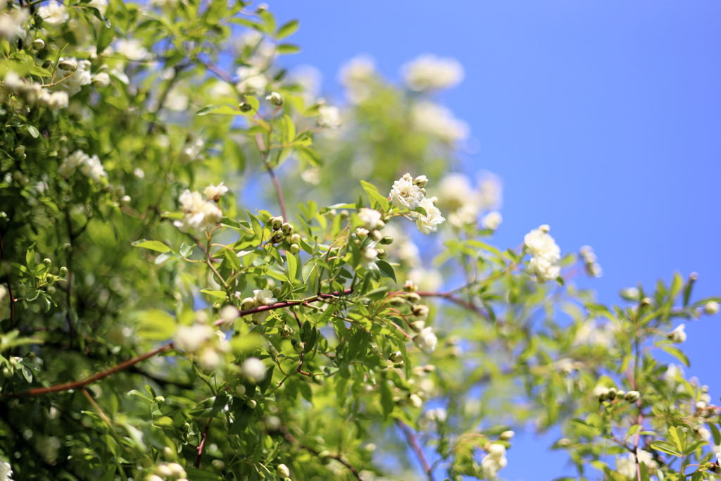 木香の季節