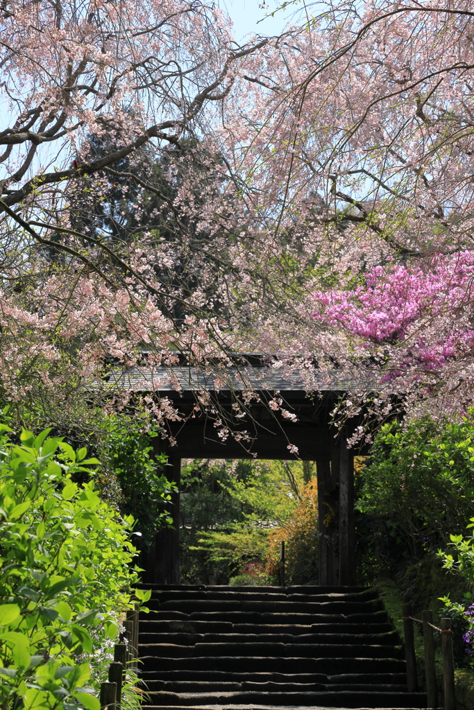 明月院