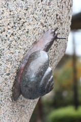 カタツムリ