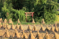 朝日を浴びて