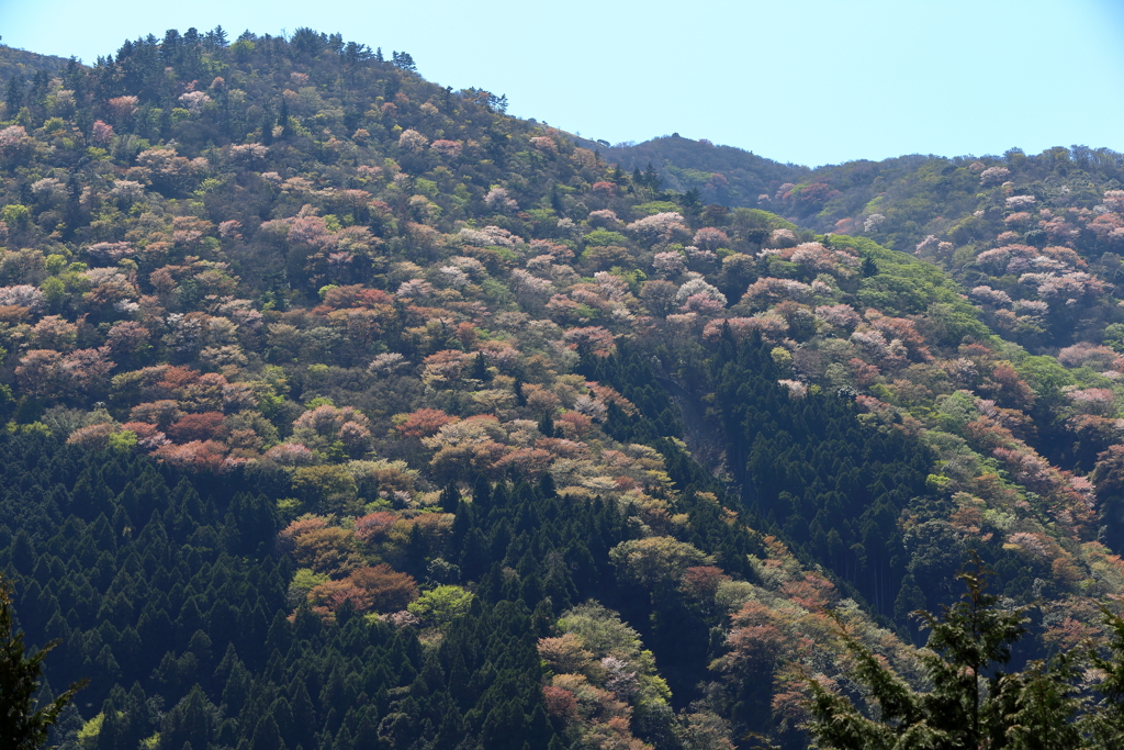 サクラヶ岳