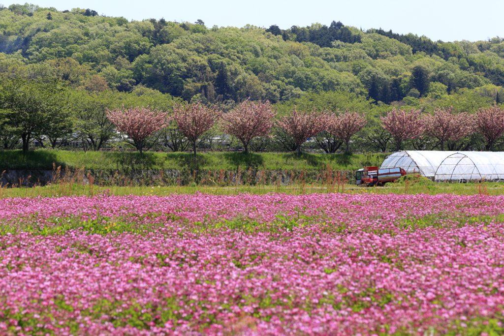 蓮華路