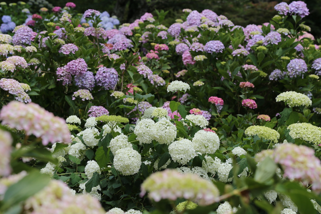紫陽花