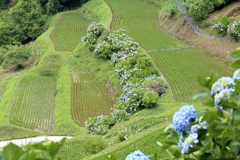 梅雨の山里