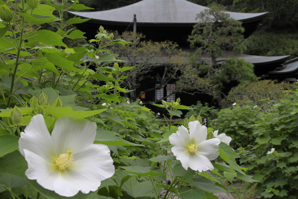 白芙蓉