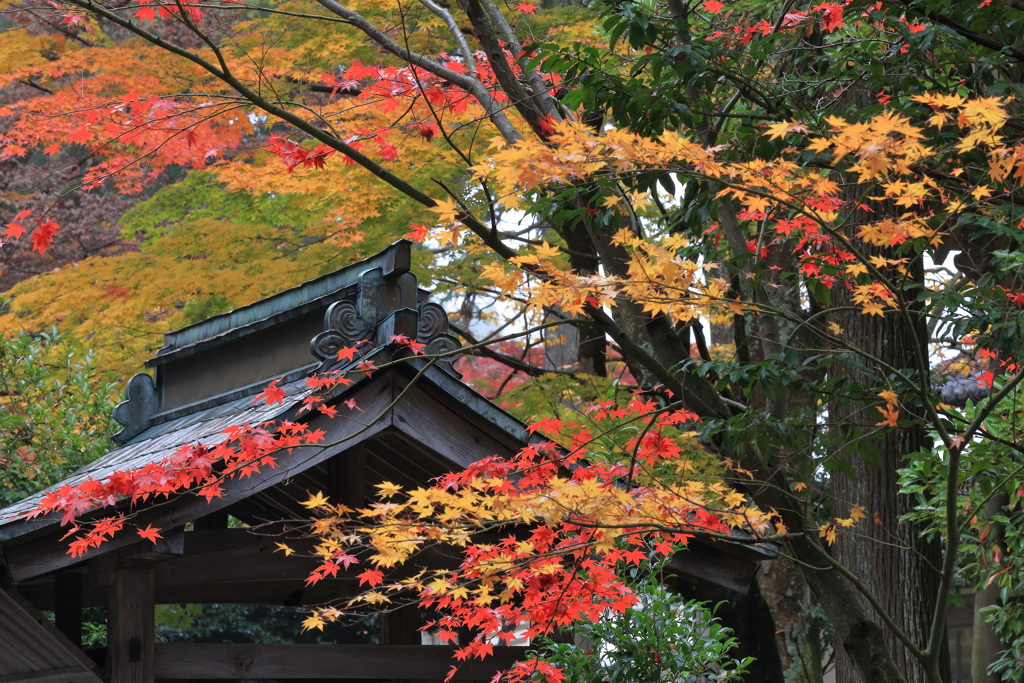 鶏足寺