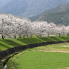 加古川桜堤