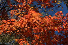 紅葉