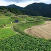 収穫の秋