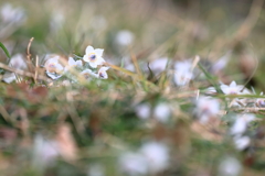 森のせつぶん草