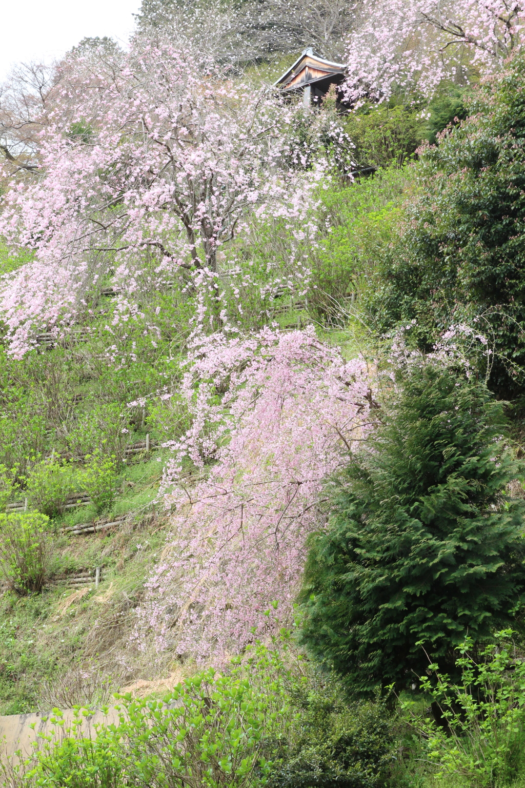 桜滝