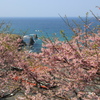 さくら屏風岩