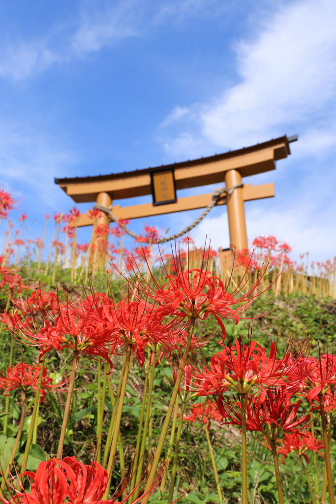 悲願の花