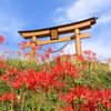 悲願の花