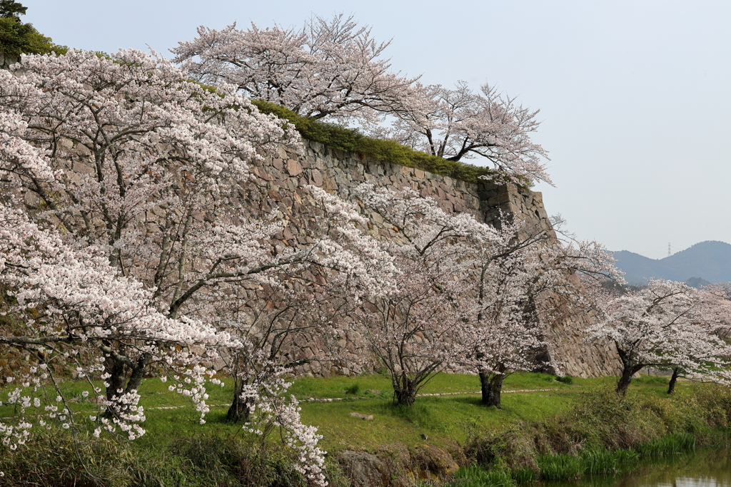 篠山最後の、