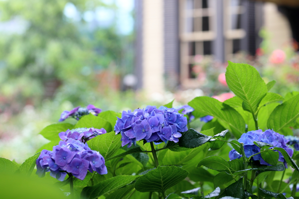 外交官の紫陽花