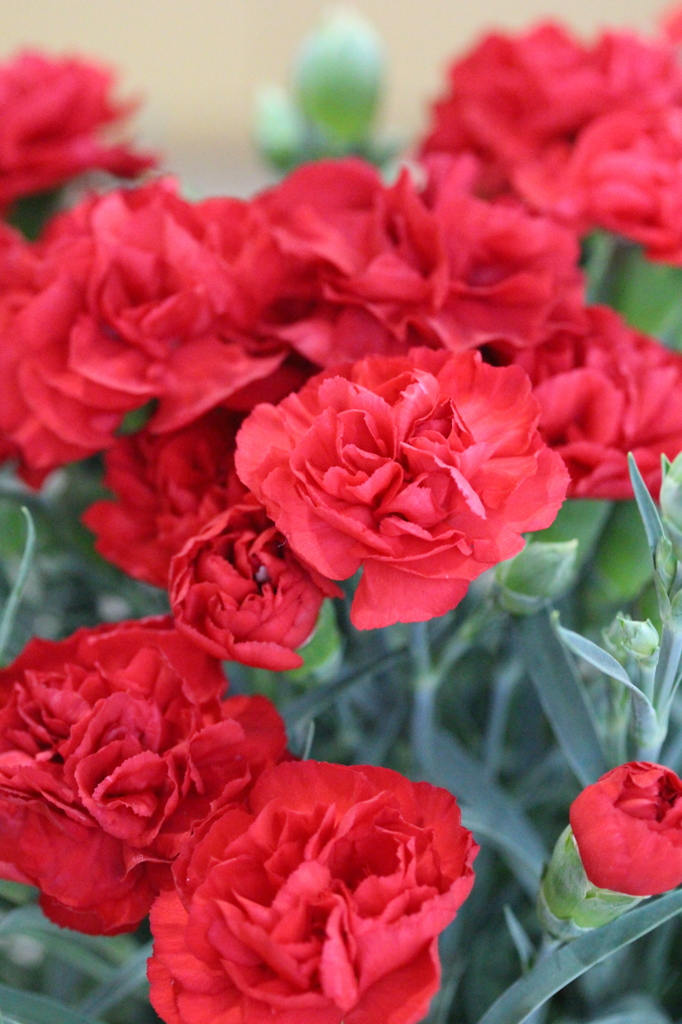 Happy Mon's Day