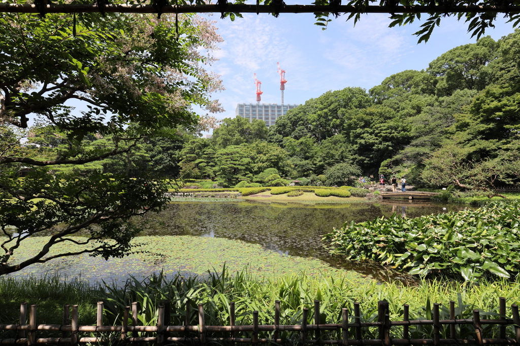 夏の外苑
