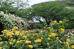 薔薇のスタジアム