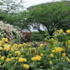 薔薇のスタジアム