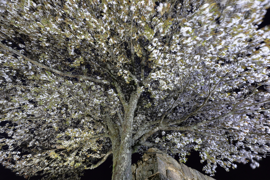 竹田夜桜