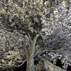 竹田夜桜
