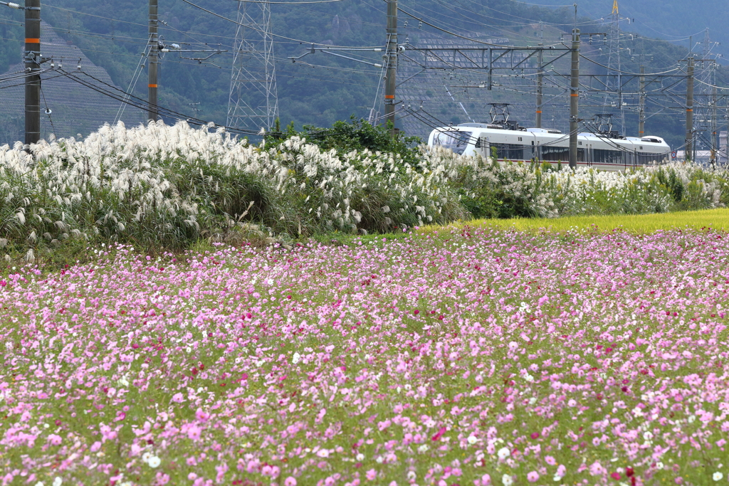 秋に埋もれて