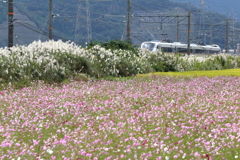 秋に埋もれて