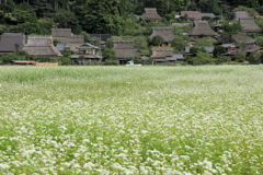 銀世界