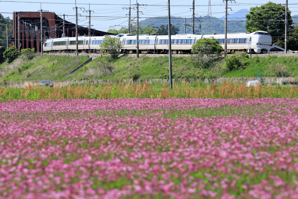 れんげ街道