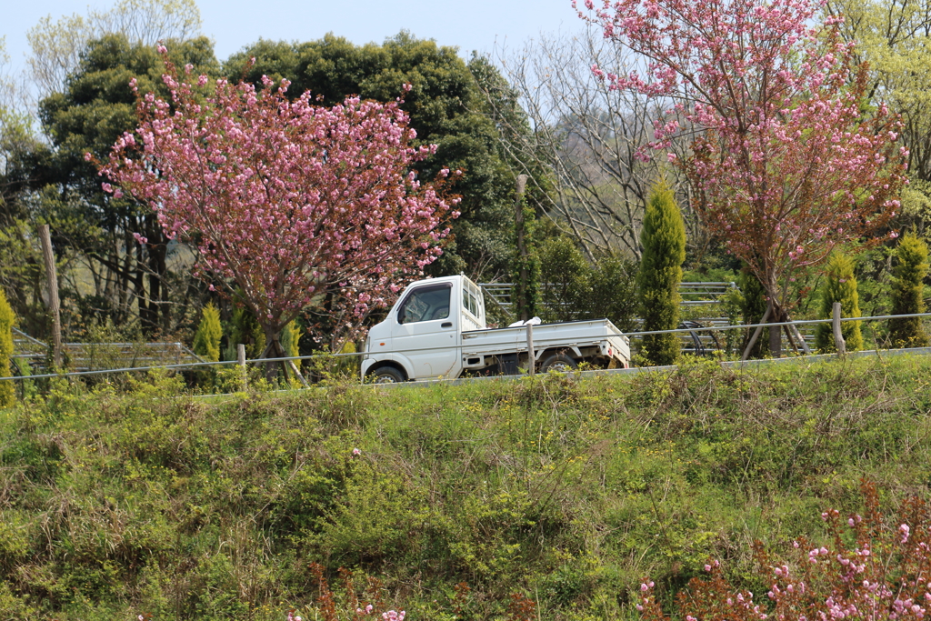 桜道を行く