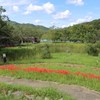 彼岸花
